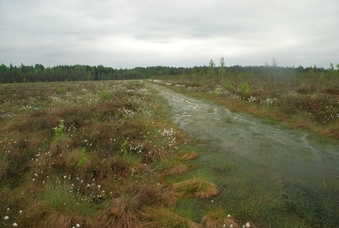 Kuresoo taastamisala