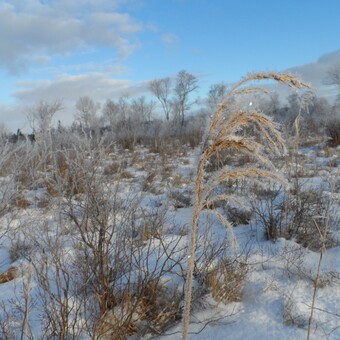 Tuhu madalsoo talvel, Marko Kohv
