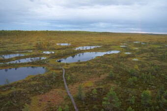 Laugastik Mukri rabas, Marko Kohv