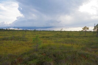 Kuresoo peenar-alveraba, Marko Kohv