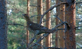 Pildid / - Metsisekana Soomaal