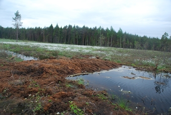 Kuresoo taastamisala pais